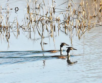 ��Į���� ����`��(d��ng)