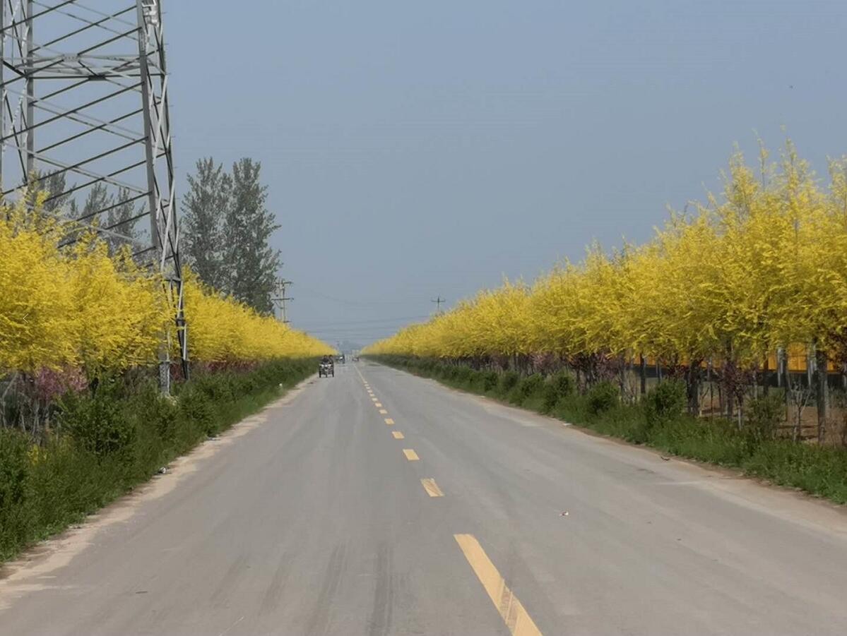 ����ͨ�P(gu��n)ע|�ӱ�κ�h���e�O̽���r(n��ng)�幫·���o���w��������ȫ�h�l(xi��ng)�����d